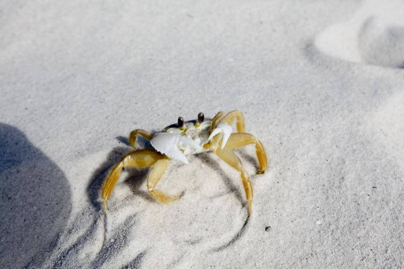 Resort Crab in sand at Poolside Villas on beach