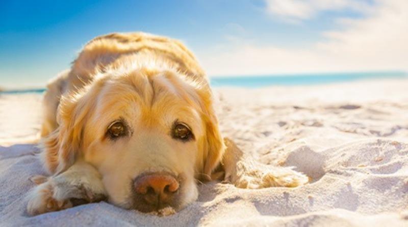 Destin Florida pet friendly vacation rentals