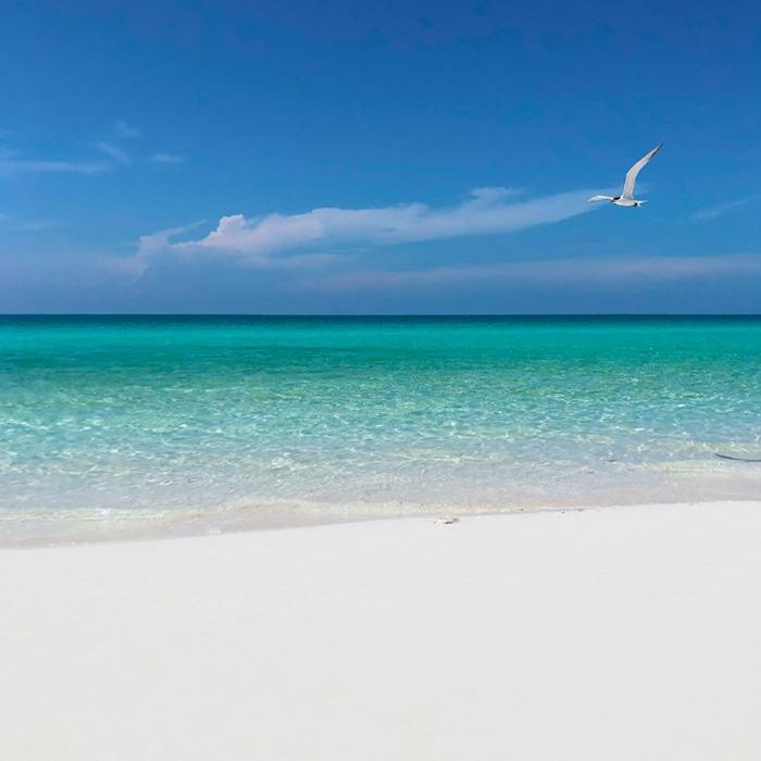 Destin & Fort Walton Beach Florida Snowbird Rentals picture of bird at the beach in Destin Florida