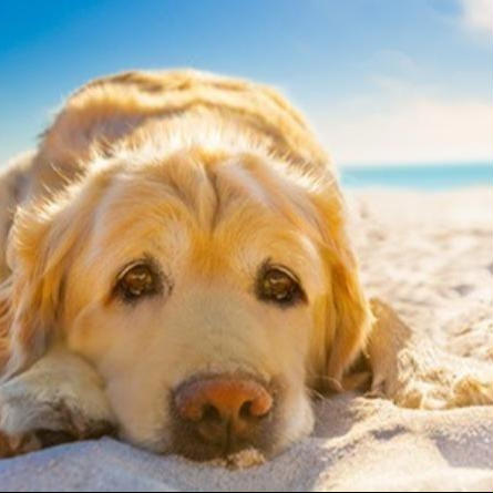 Pet Friendly Destin Florida Vacation Rentals
